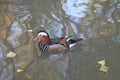 Madarin Duck in the lake Royalty Free Stock Photo